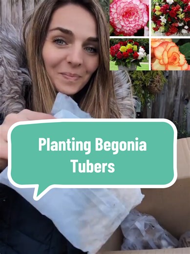 Planting Begonia tubers is a great, cosy effective way to create beautiful displays of flowers across summer into autumn months. They can be grown in pots, window boxes and hanging baskets. I have a 20 pack of tubers here with four different varieties. Picotee x 5, these are the giant begonias that reach up to 15cm wide and looks stunning in pots. Pendula x 5, the gorgeous trailing mix of flowers which look fabulous over a large pot, window box or hanging basket. Fringed mix x 5, these are the l