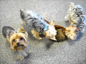 Yorkies Playing Together Peacefully