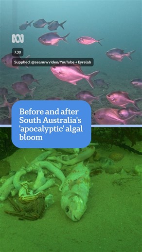 These pictures show the before and after of a massive algal bloom in South Australian waters. The harmful bloom has dominated the coastline and killed thousands of fish and other marine animals. Get the news that matters to you straight from the source. Download the ABC NEWS app: https://ab.co/abcnewsapp #ABC730 | ABC Adelaide