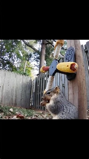 Barking During Lunch