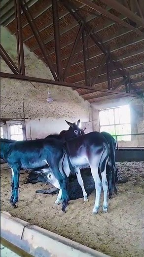 A Farmer’s Guide to Donkey Care, Training, and Daily Life