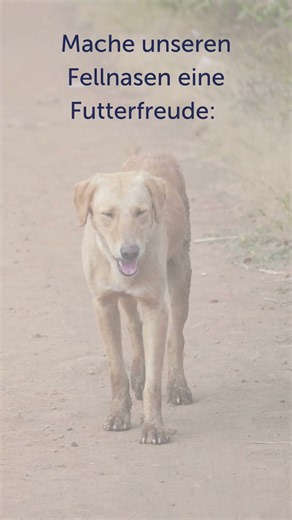 Nur am Mittwoch: 50 % mehr Futter für unsere Hunde 🐾