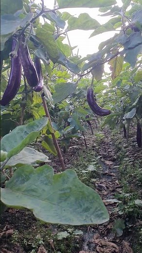 This variety is a branch that produces very large and high-yield fruit in agriculture.