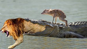 542K views · 3K reactions | Crocodile is King Swamp! Lion Protect Yourself From Crocodile _ Impala Don’t Escape Crocodile Hunt | Animal World | Facebook