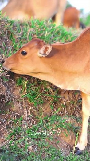 Anak sapi lucu #cow #sapilucu #animals