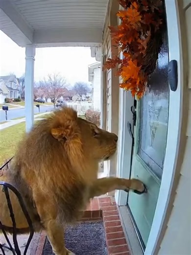 lion knocks the door