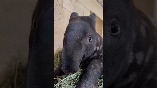This baby tapir is too cute to handle