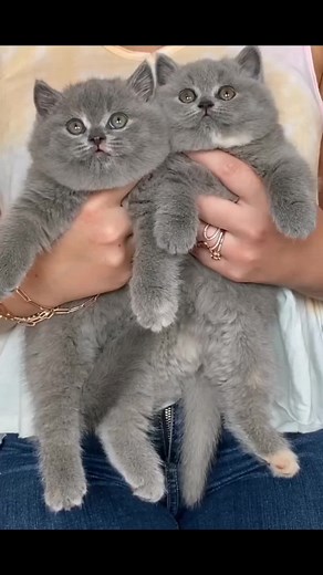 Adorable Chartreux Kittens for Sale in the UK