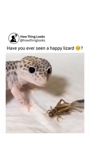 How Things Look on Instagram: "Lizards are a large and diverse group of reptiles that live almost everywhere on Earth except Antarctica. They can be as small as tiny geckos only a few centimeters long or as large as the Komodo dragon which can grow to more than three meters. Most lizards have scales, strong limbs and quick reflexes which help them escape predators or catch prey. Many lizards are famous for a defense trick called caudal autotomy where they shed their tails when threatened. The ta