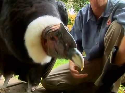 Revisit the worlds biggest flying bird, the Andean Condor