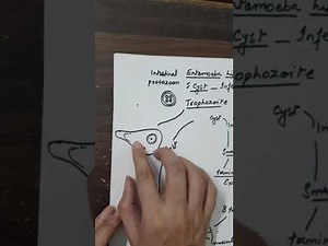 Entamoeba histolytica -