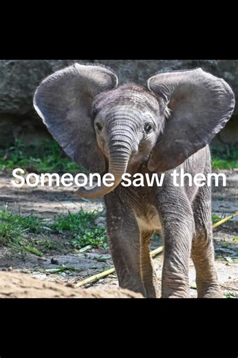 Zoochosis is a mental disorder that manifests in captive animals through abnormal, repetitive behaviors with no apparent purpose. It's a form of psychosis and a common indicator of poor animal welfare. Pls let’s make zoos be shut down and gone