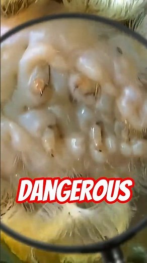 3 Harmless Looking Bugs That are Actually a Nightmare 😱