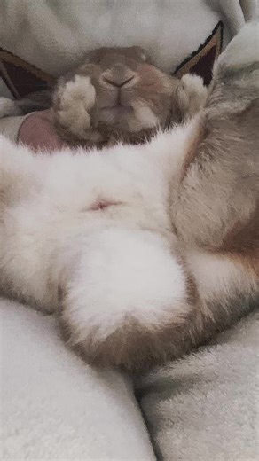 原聲 - 喵喵也想當野王(⁎˃ᆺ˂) - 涼涼（已停更を使っているㄑまㄘゃƕƒ ̵̲˝꒭ (@kumamero2)の動画