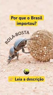 Why did Brazil import a dung beetle that lives in feces? Did you know that?