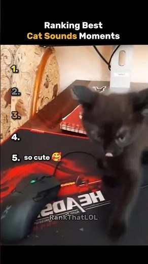 Ranking Best Cat Sounds Moments #shorts #ranking