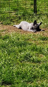 4.5K views · 179 reactions | If you ever hear me say that I’m multitasking, this is what I mean! . #explore #havefun #AdorableMoments #cutiepatooties #livelovelaugh #spring #letsplay #living #cute #visitus# #easterbunnies #spring | Callahan French Bulldogs | Facebook