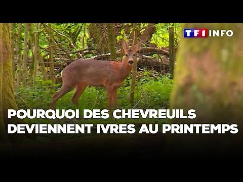 Pourquoi des chevreuils deviennent ivres au printemps ?