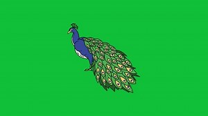 Peacock Animation On Green Screen Animated Stock Footage Video (100% Royalty-free) 3515207499 | Shutterstock