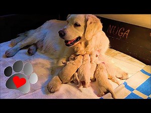 Trip for mating. Golden Retriever puppies birth (whelping tips)