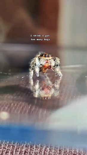 Bea's Bugs #cutespider #jumpingspider #petspider | Spider Facts