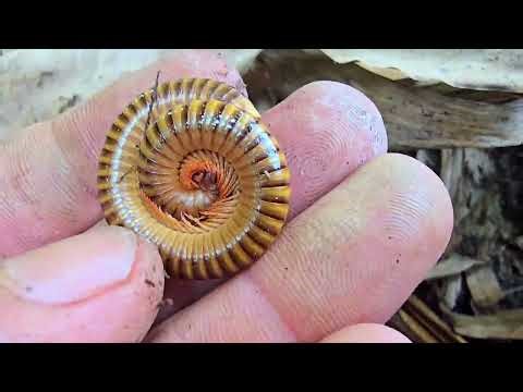 Amazing Catch Deadly Sting Scorpions, Various Millipedes Bugs, Beetle White Bugs