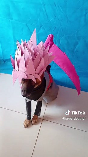 Goku Black Cosplay with Pet Dog | Dragon Ball Anime