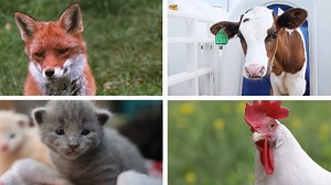 2.8K views · 98 reactions | We made incredible progress for animals...