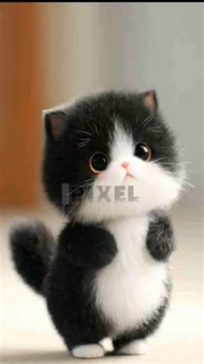 #cutecat