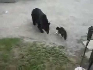 Fearless Cat Chases and Attacks Bear.