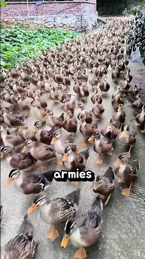 Discover the incredible power of duck armies in Thailand! 🦆🌾