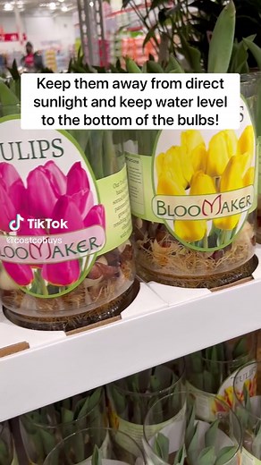🌷 Tulip Bulbs in Vases are at Costco! Keep them away from direct sunlight and keep water level to the bottom of the bulbs! $13.99 each! #costco #tulips #flowers