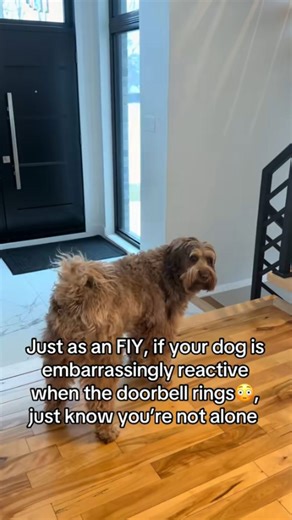 The Truth About Reactive Dog Progress Insights Every Dog Owner Needs