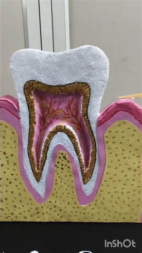 Parts of Gingiva Explained | BDS 1st Year Viva Ready