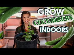 How to Grow Cucumbers Indoors 🥒