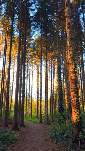 Taking a beautiful walk under the pine trees at Mount Stewart Estate, Co. Down this evening. #ntmountstewart #magicalmoments #woodlandwalks | Liane Radcliffe Photography