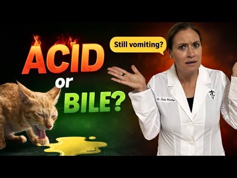 Bile Reflux vs Acid Reflux in Dogs & Cats - What Most Vets Miss (and What You Can Do)