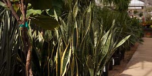 How Much Does A Snake Plant (Sansevieria) Cost? - Simplify Gardening