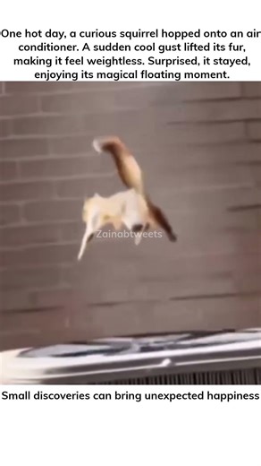 Floating Squirrel 🐿️#viral