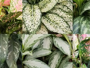 Gardening: Chinese evergreen is one tough houseplant
