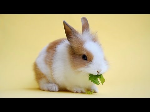 Num Num Na Num Num Na Num Na Num - Parry Gripp