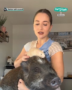 249K views · 3.3K reactions | This clever pig knows how to release his rat friends from their cage  | Furry Tails | Facebook