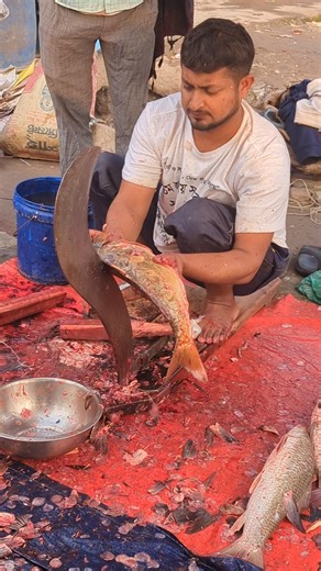 Beautiful Japani Curp Fish Cutting By Experts #shorts