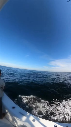 Tower Bites !! Captain threw a backhand cast into em and got the bite ! #fishing #bluefin | Spearfishing