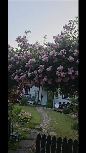 #장미 #보니장미 #언덕위의하얀집