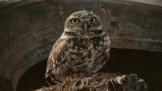 California wildlife officials race to help western burrowing owl deemed in trouble