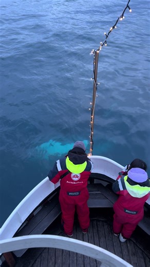 What an incredible start to the new year 1st January here in Dalvik, North Iceland! We had the privilege of witnessing two majestic humpback whales, including our beloved friend affectionately known as Quasimodo, who we've been lucky to see since 2011! Also Fleur we’ve seen since 2016. For a magical 15 minutes, we turned off the engine and just soaked in the moment as Quasimodo gracefully swam around our boat. It was a remarkable encounter, reminding us of the beauty of nature and the importance