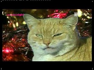 It's Silent Night performed by CATS! | Greatest Hits Radio South Coast
