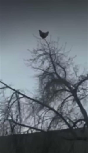 Chicken screaming on tree meme #meme #funny #short