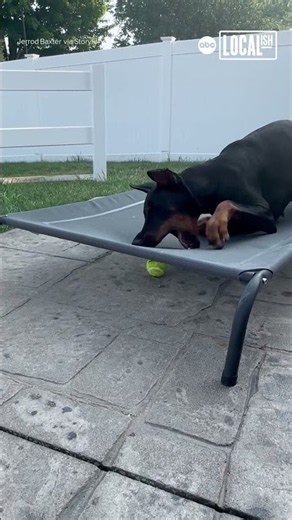 Dog confused by obstacle during fetch